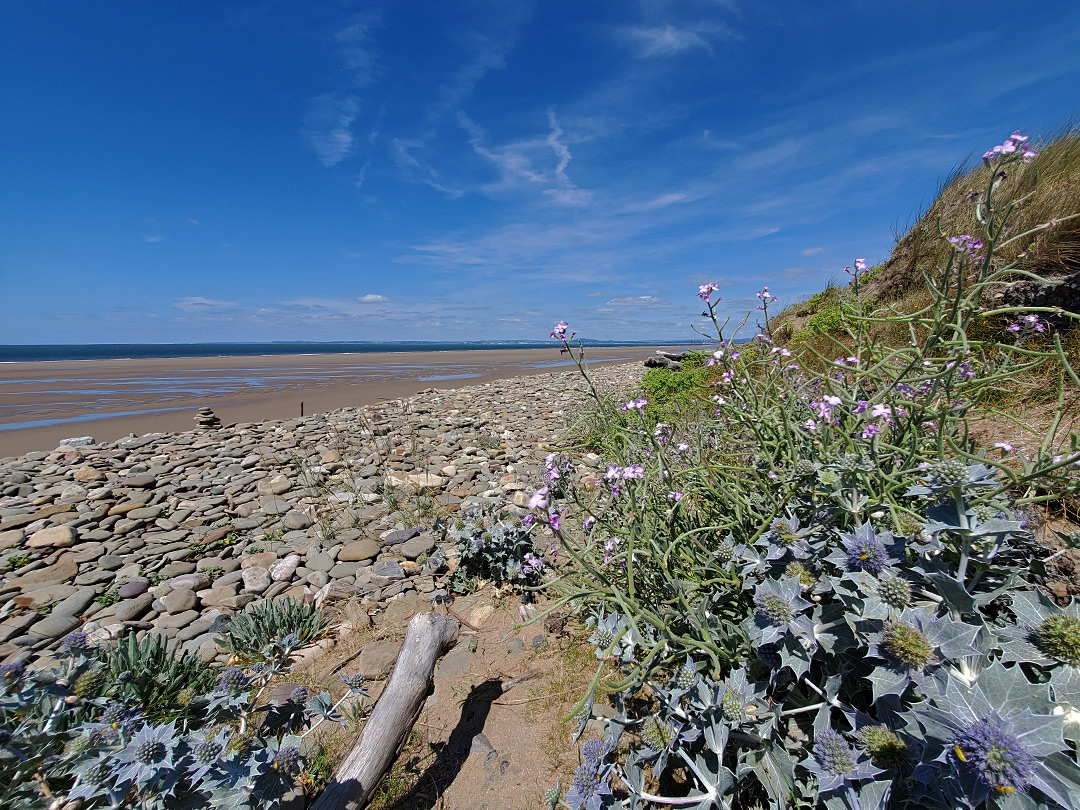 Sea holly and sea stock