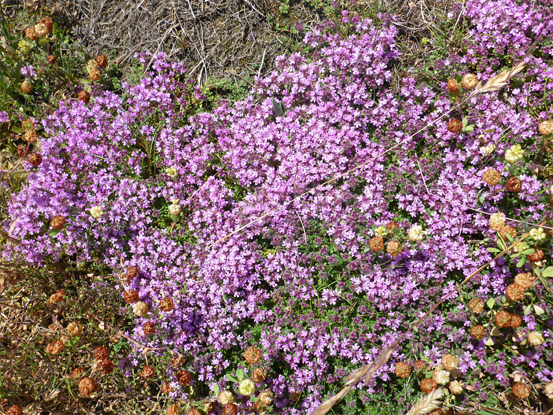 Thymus polytrichus