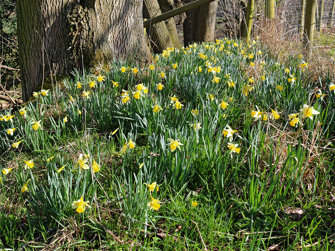 Group of daffodils