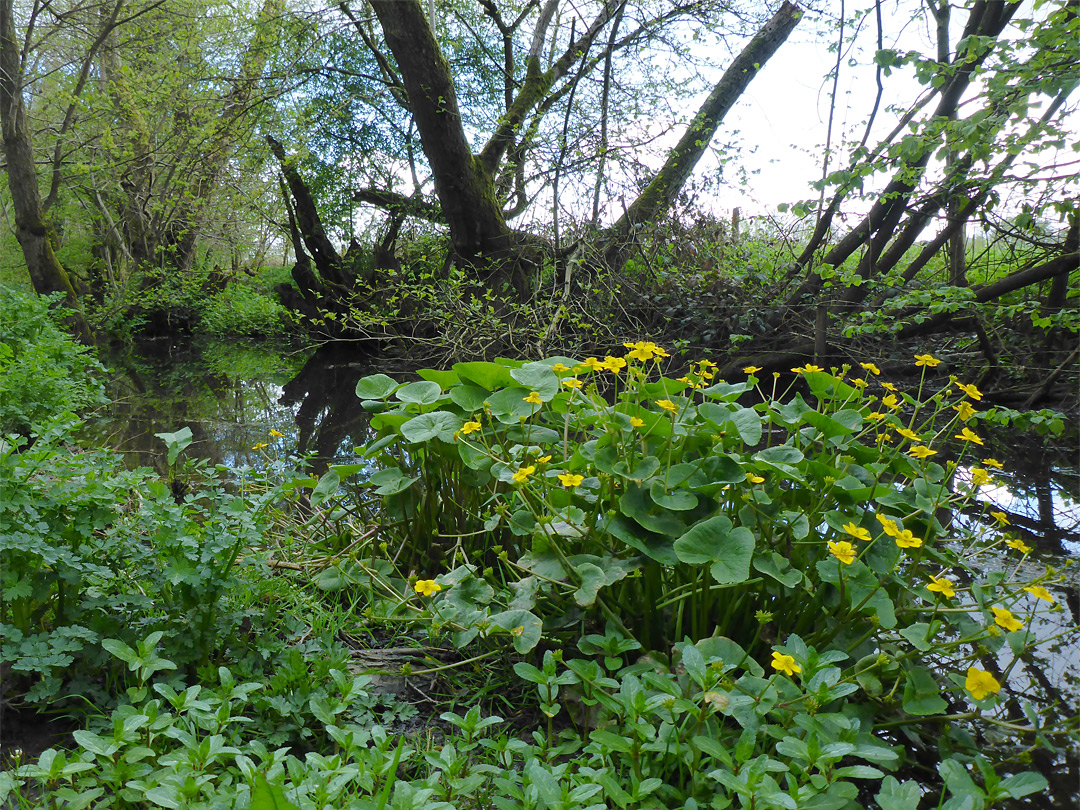 Marsh marigold