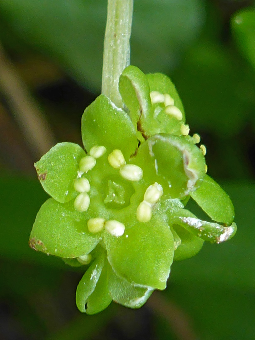 Moschatel