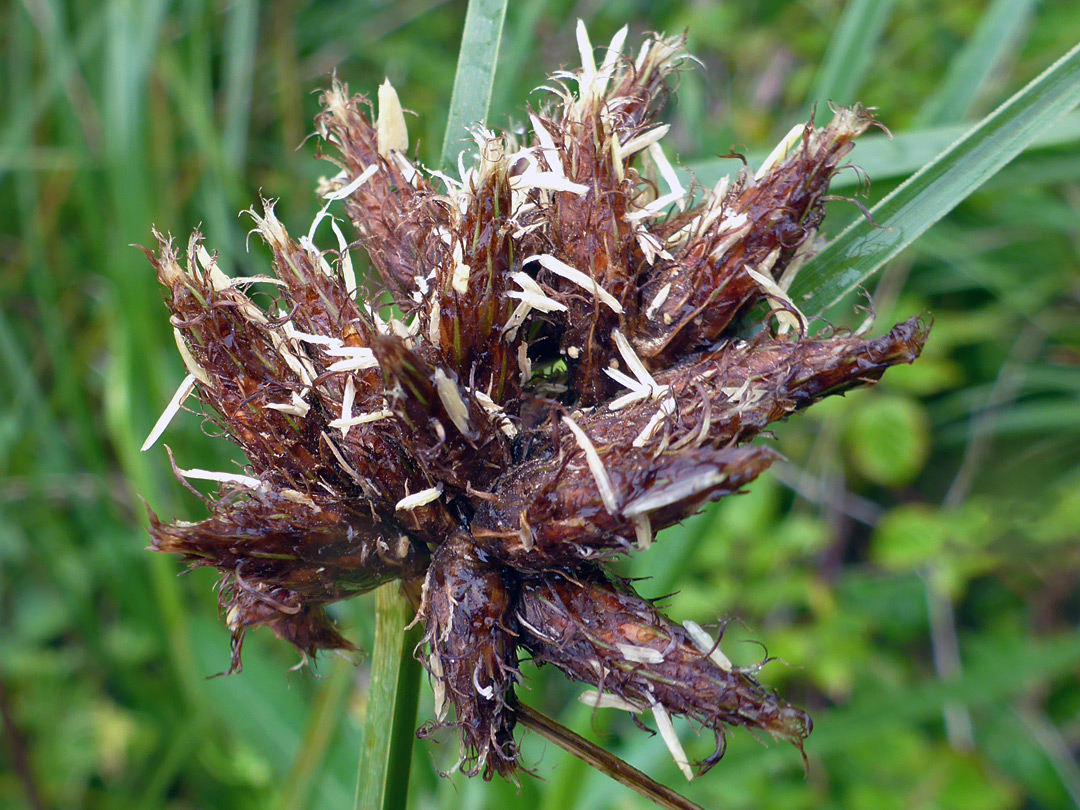 Sea clubrush