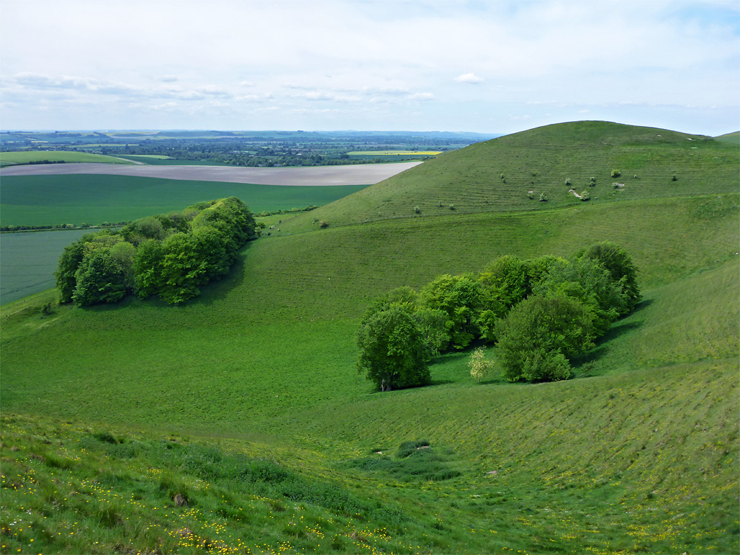 Trees below Knap Hill