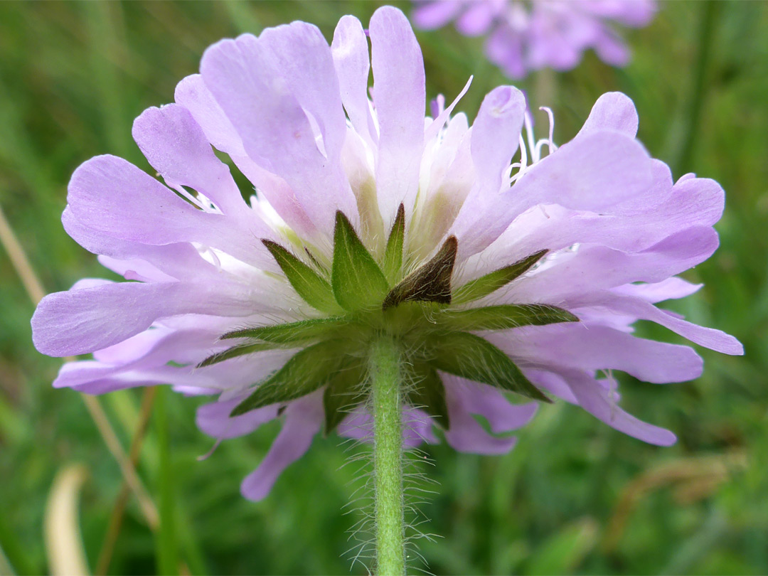 Hairy, equal-length bracts