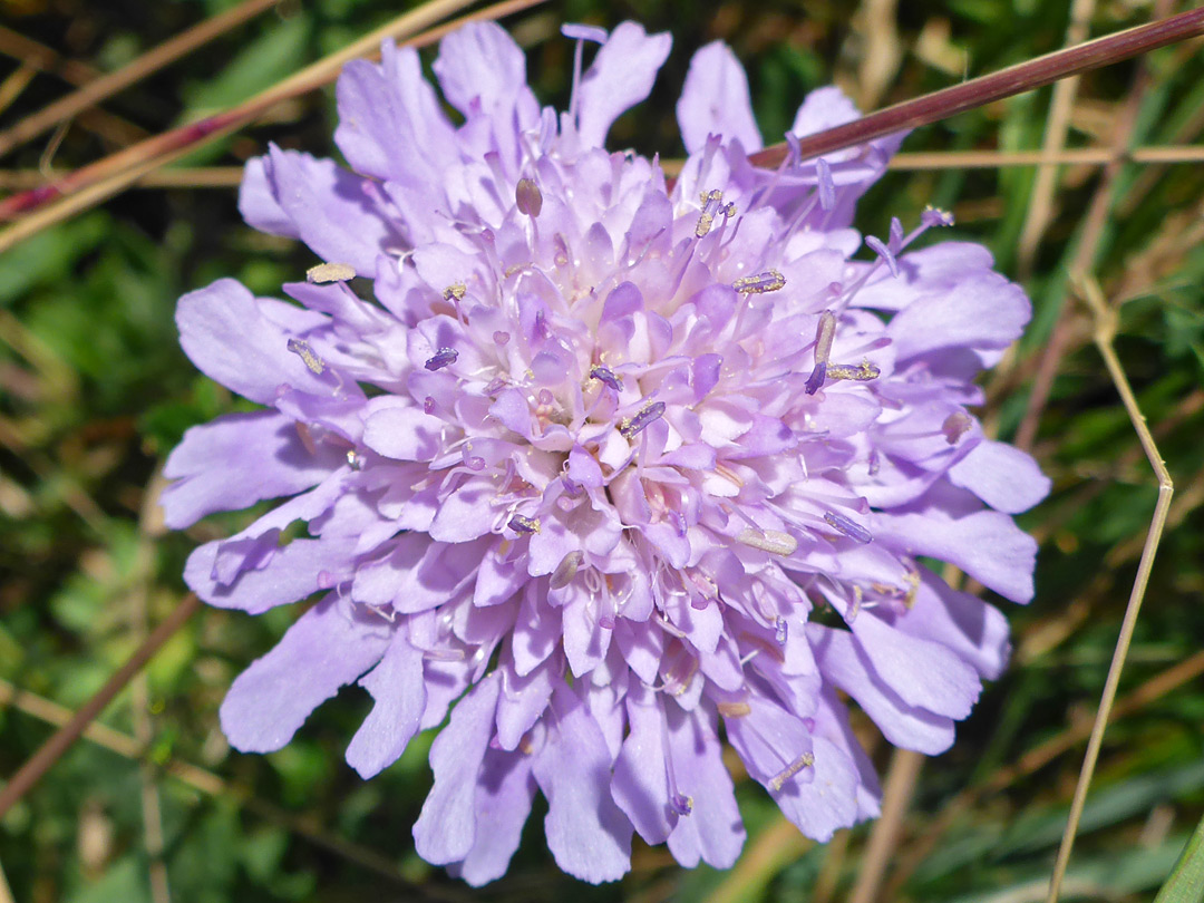 Compact flowerhead