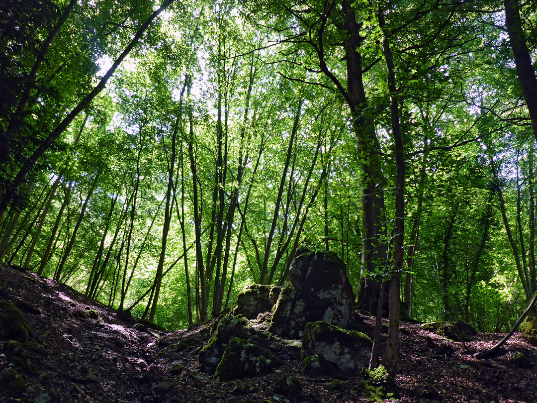 Boulders and trees