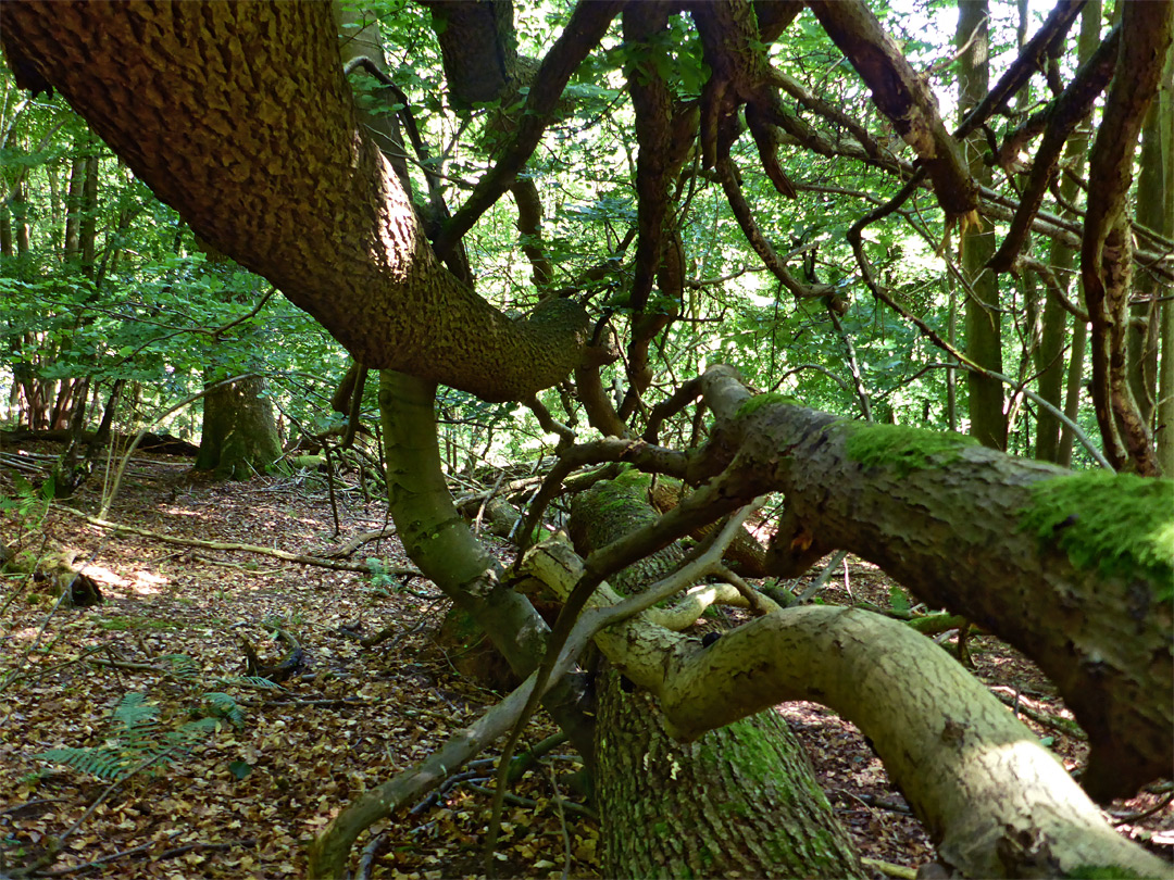 Fallen tree