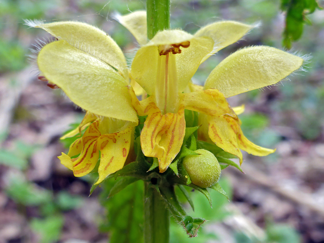 Whorled flowers