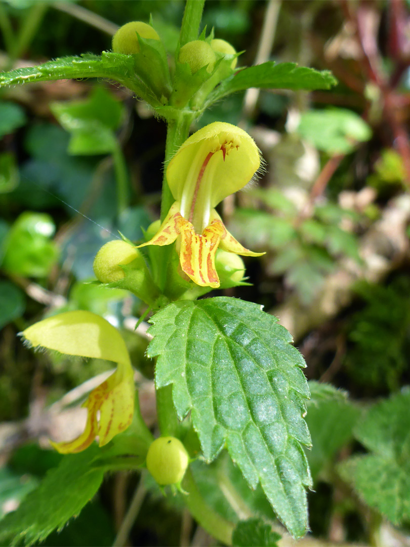 Leaves and flowers