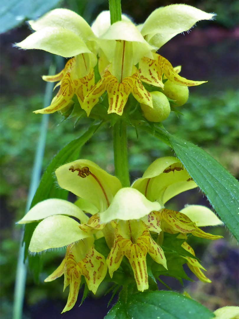 Yellow archangel