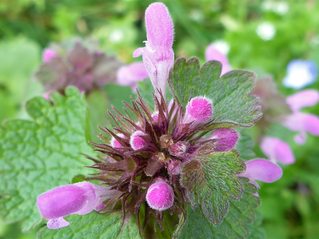 Red dead-nettle