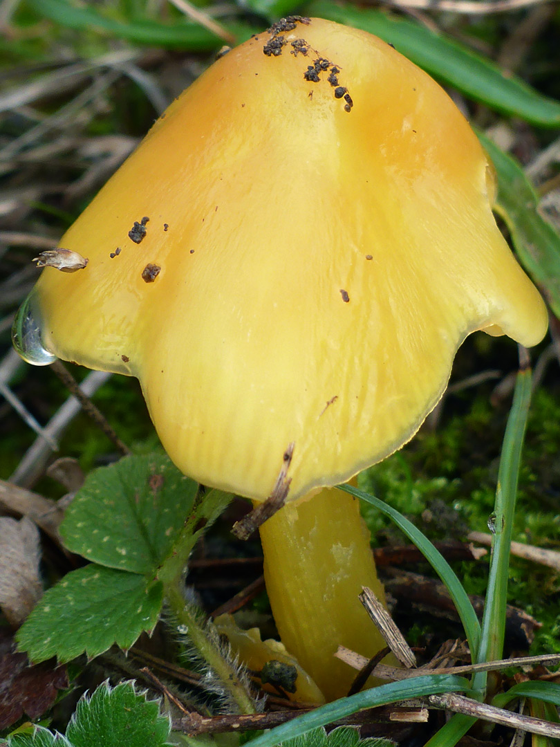 Blackening waxcap - yellow