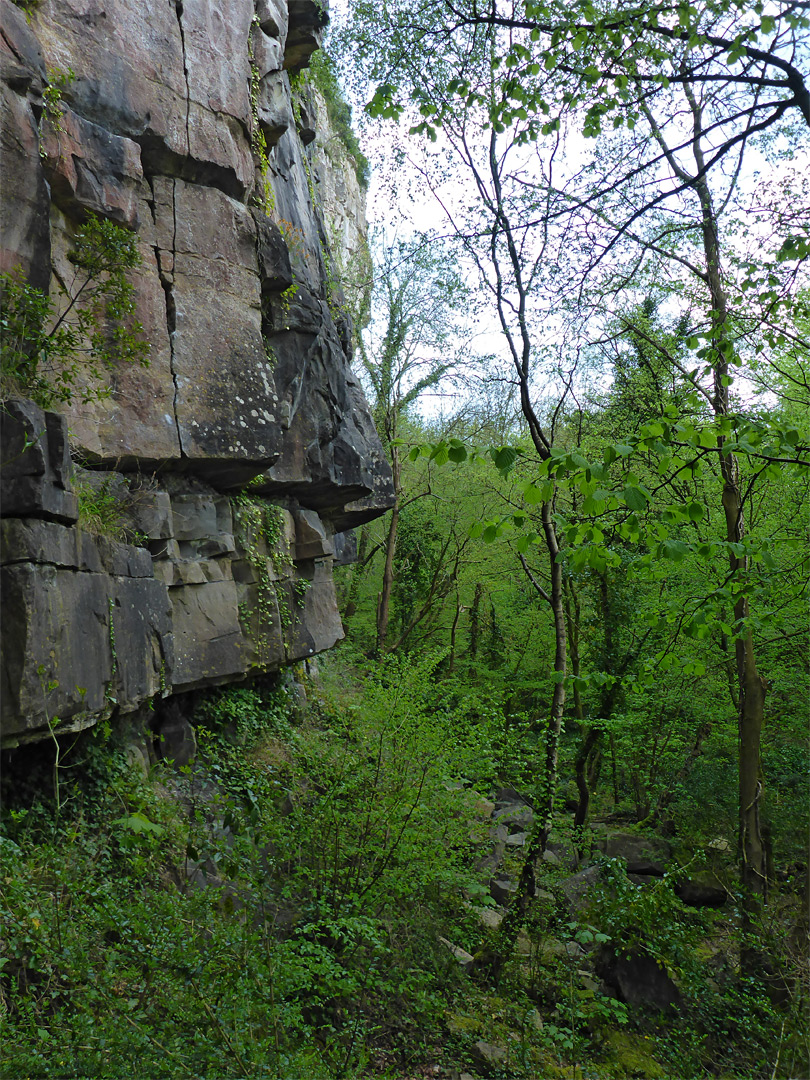 Trees beside a cliff