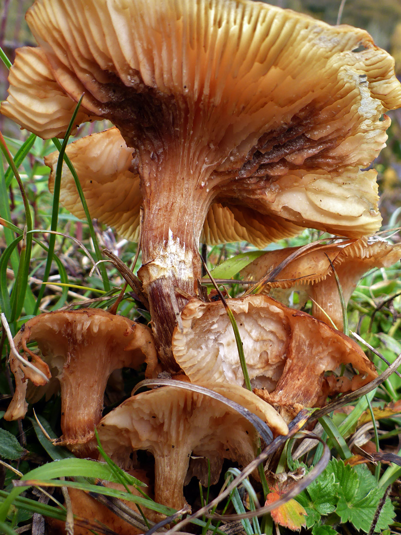 Honey fungus