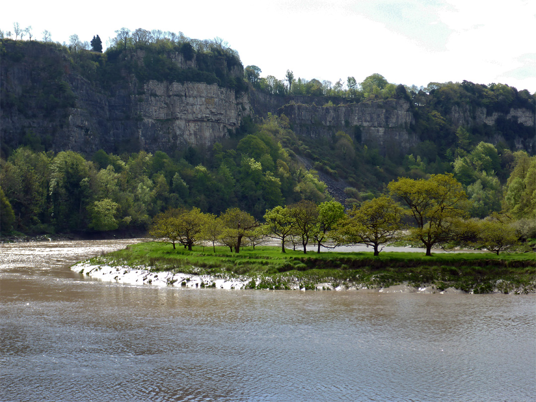 Trees beside the river