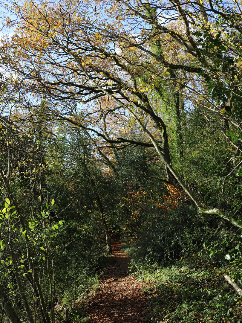 Path near the road