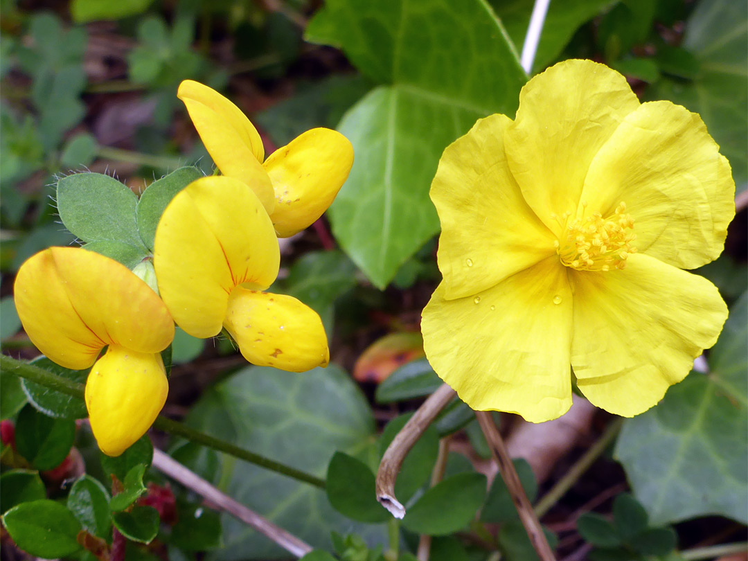 Rock-rose and trefoil