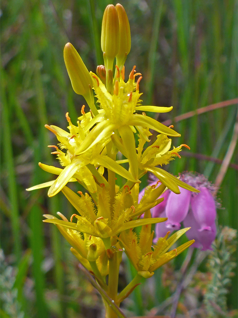 Bog asphodel