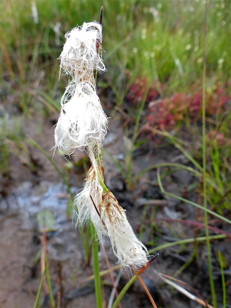 Cotton grass