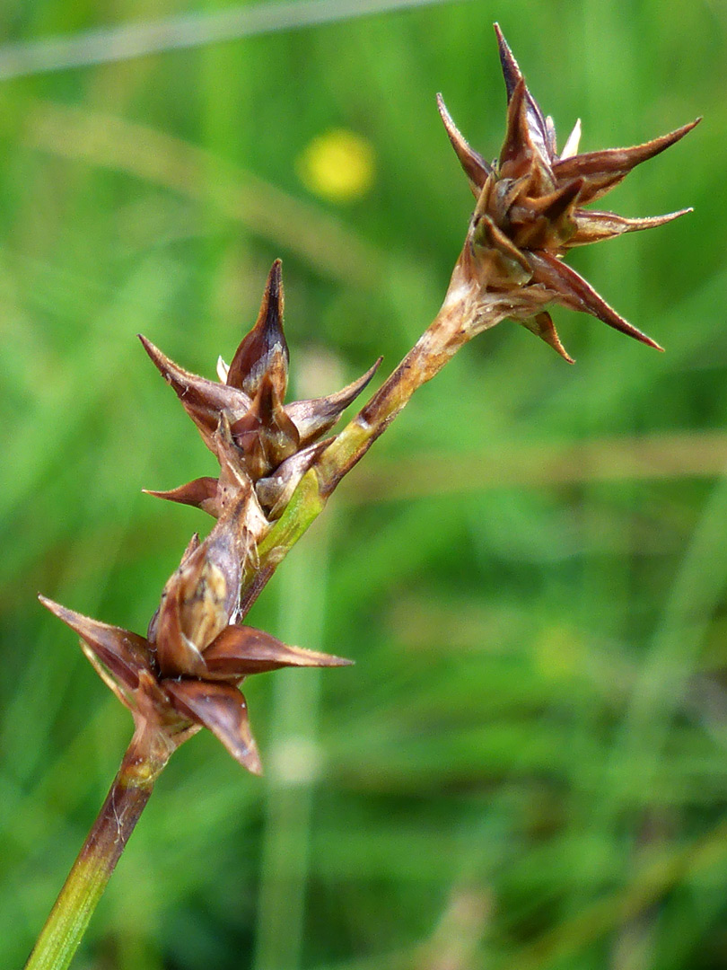 Star sedge