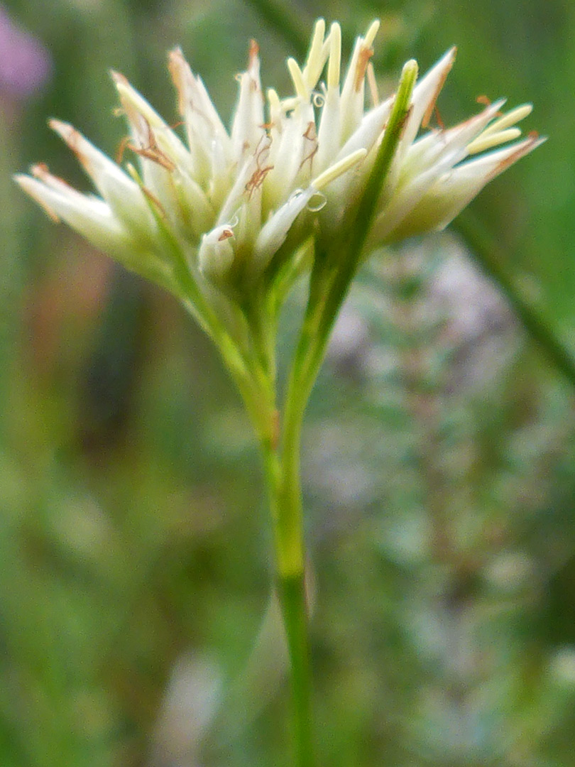 White-beak sedge