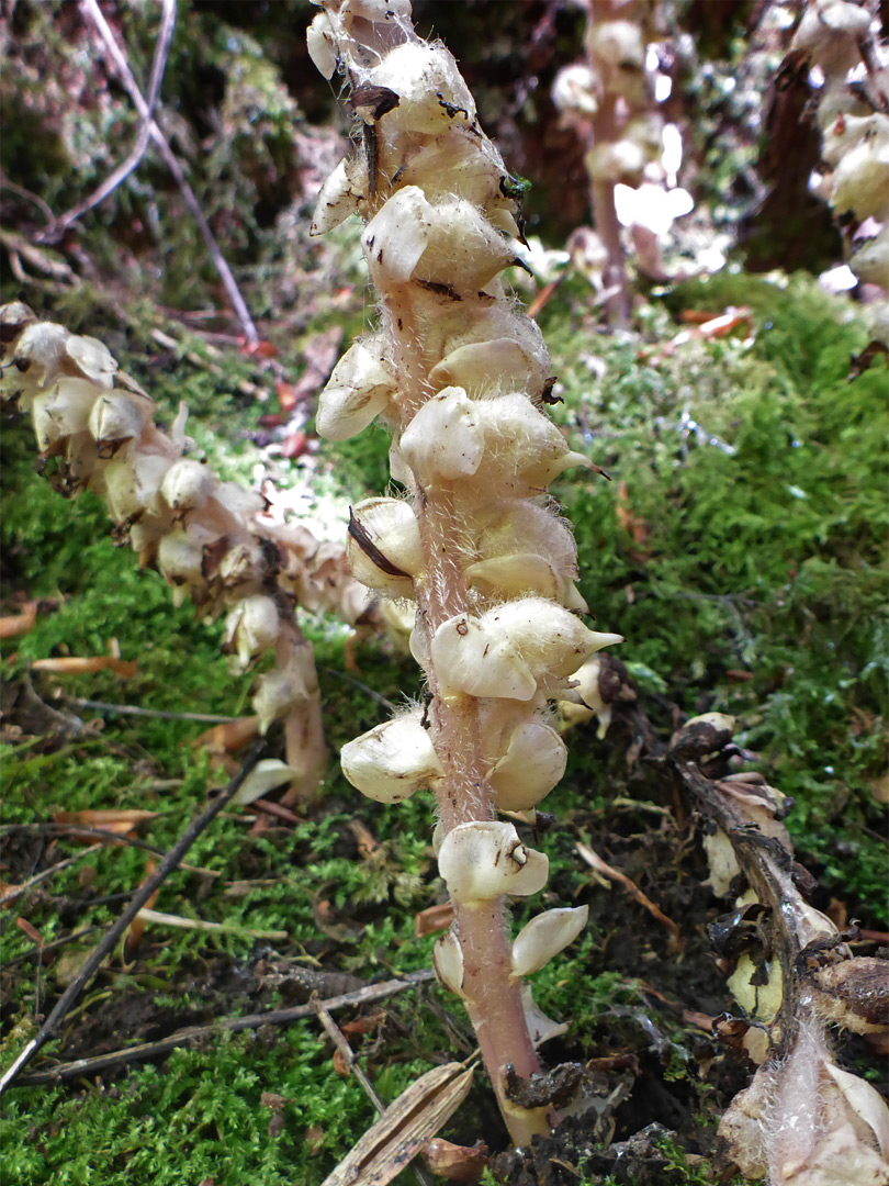 Leafless inflorescence