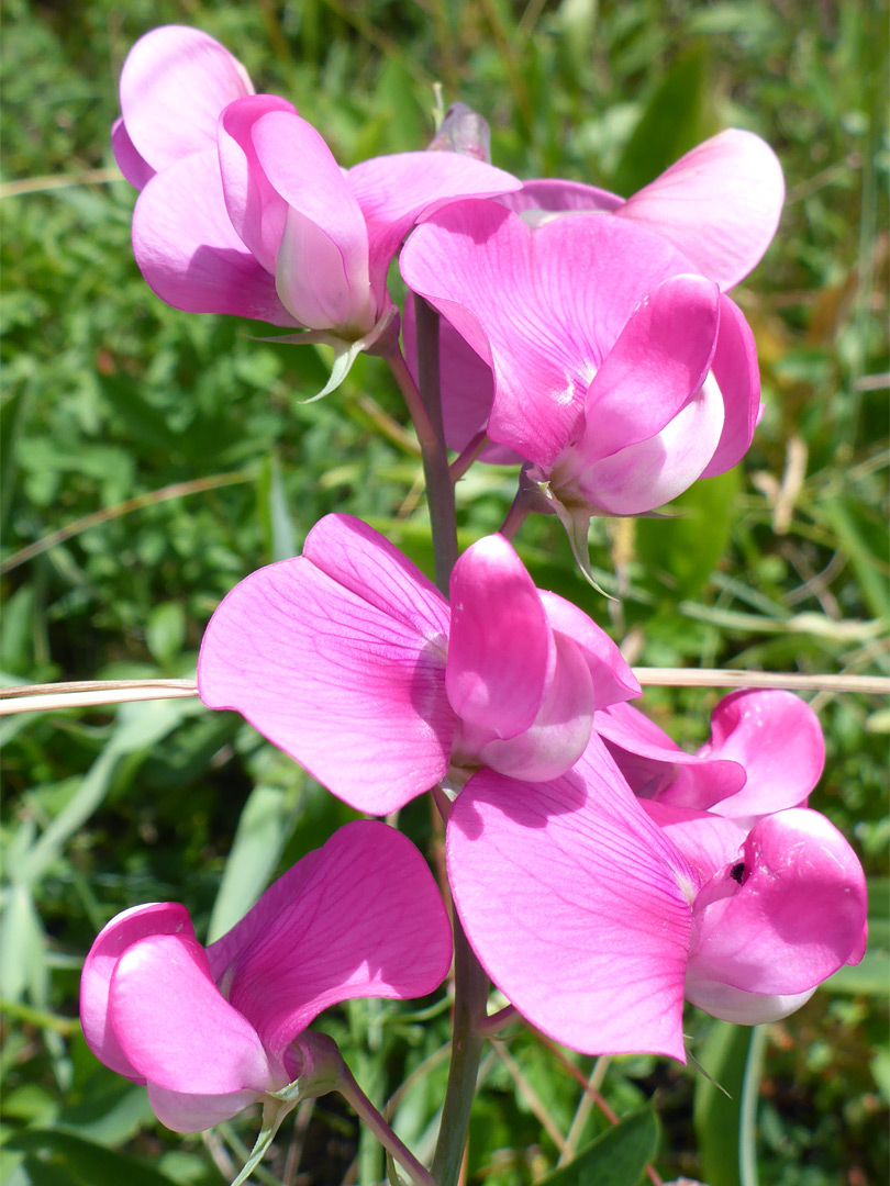 Pink flowers