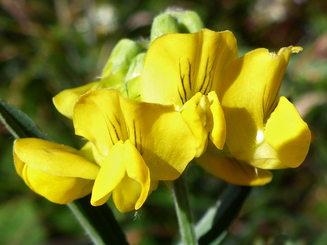 Veined banner petals