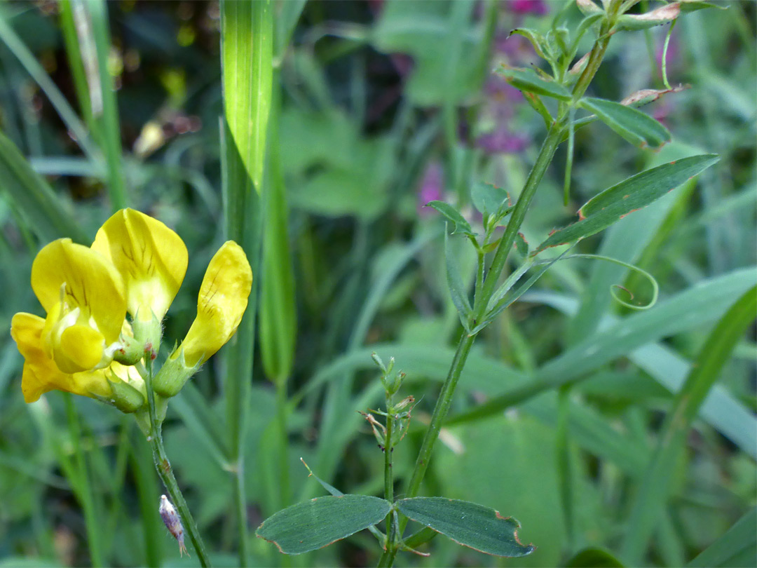 Meadow vetchling