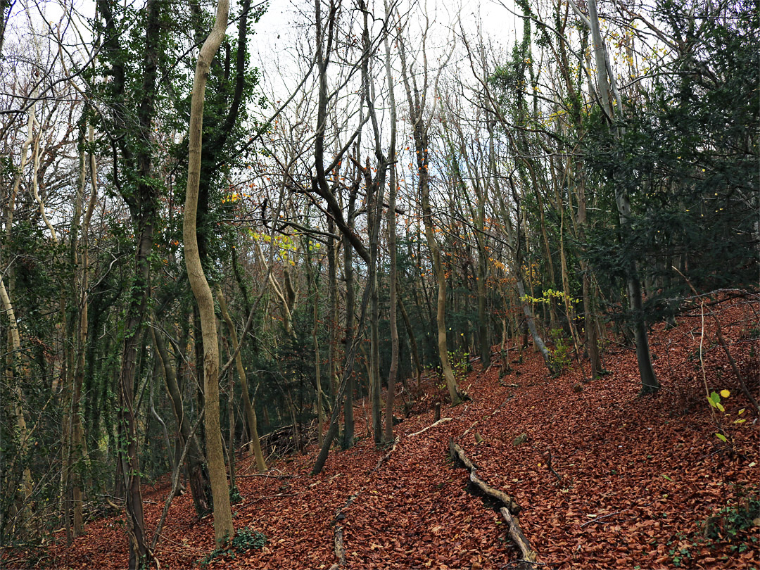 Leafless trees