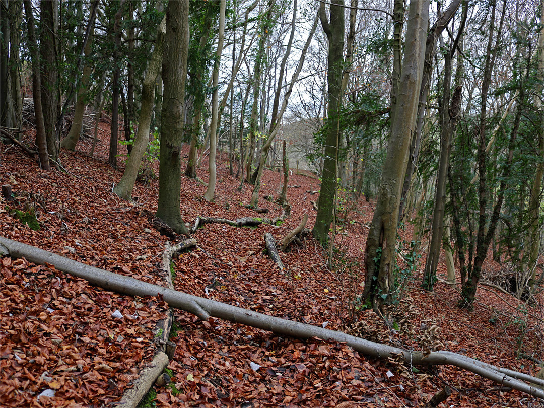 Path through the trees