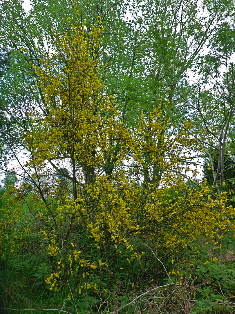 Large broom bush