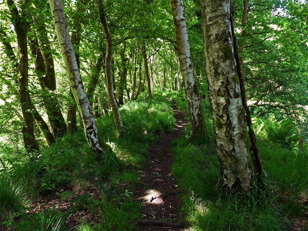 Embankment path