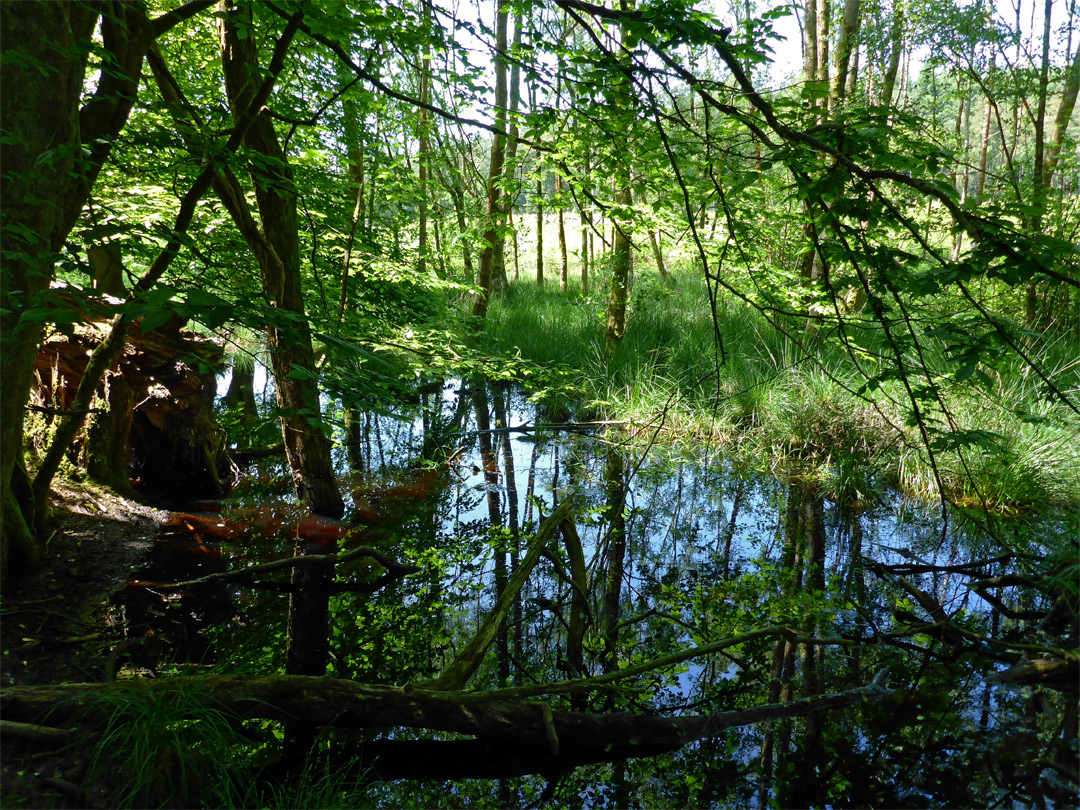 Trees and water