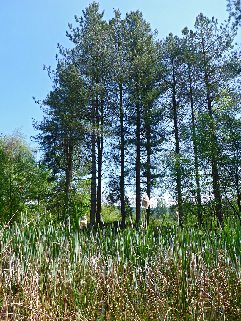 Group of pines