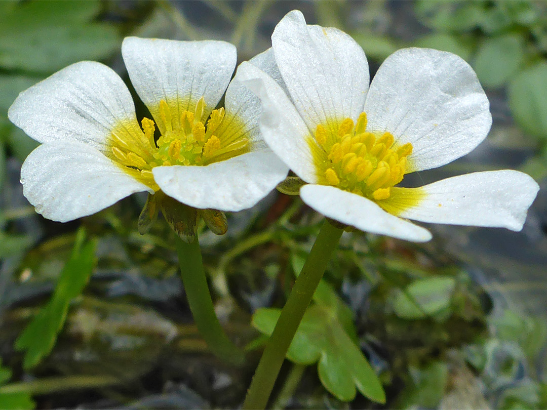 Water crowfoot