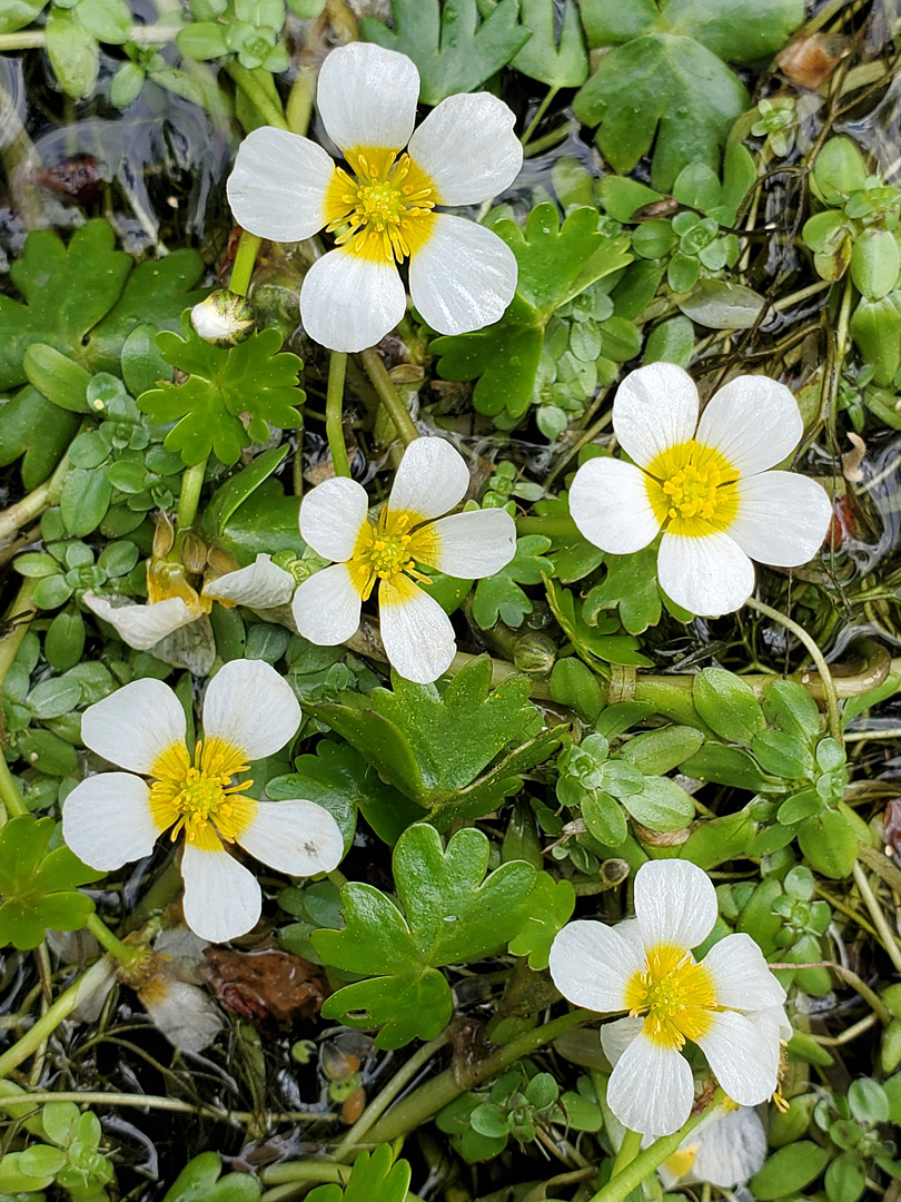 Yellow and white flowers