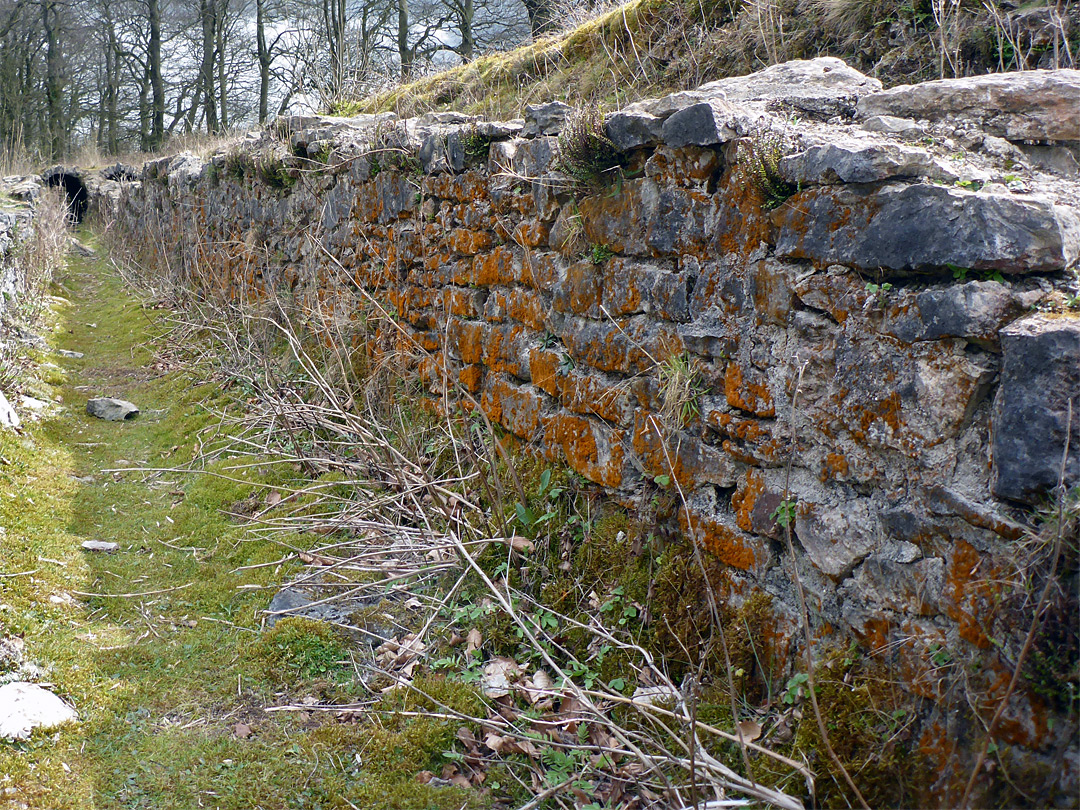 Lichen on a wall