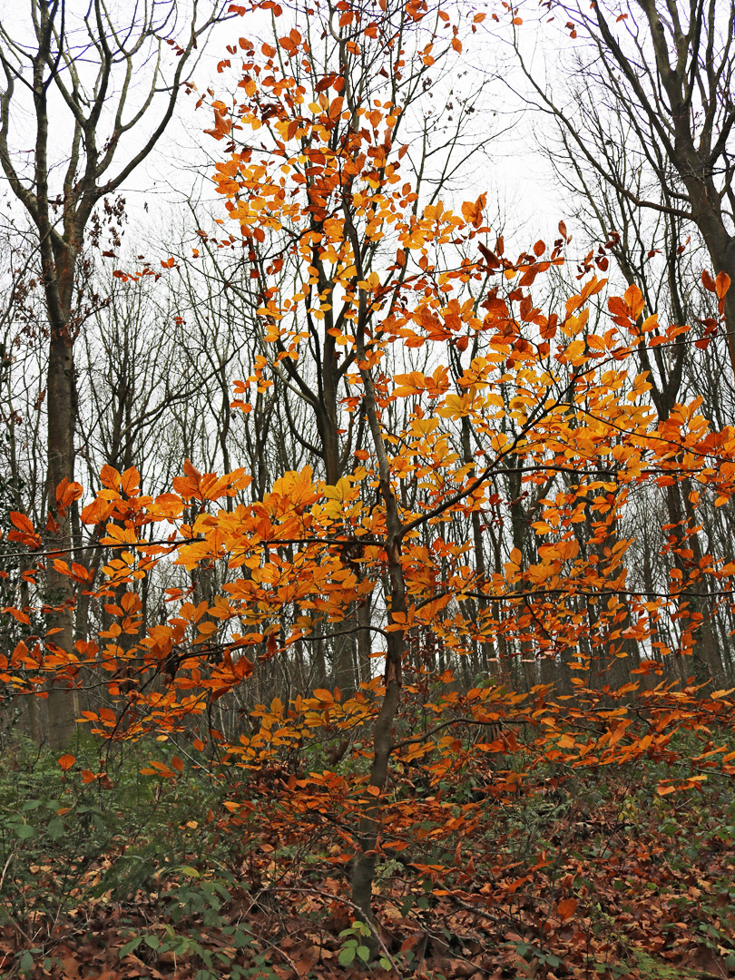 Beech tree