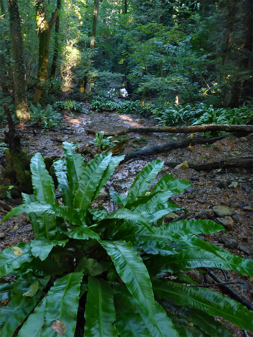 Hart's-tongue fern