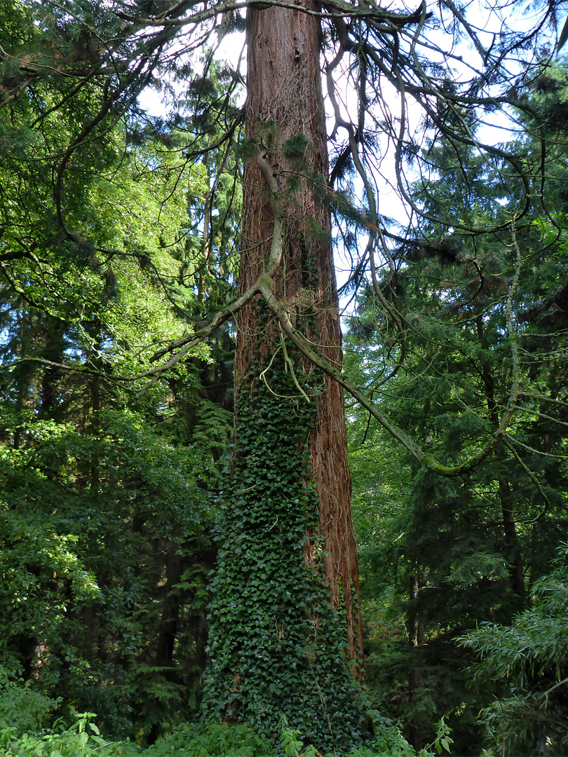 Ivy and redwood