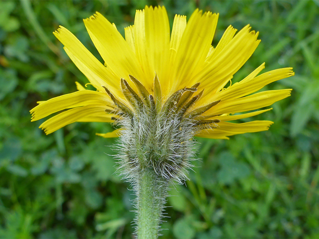 Rough hawkbit