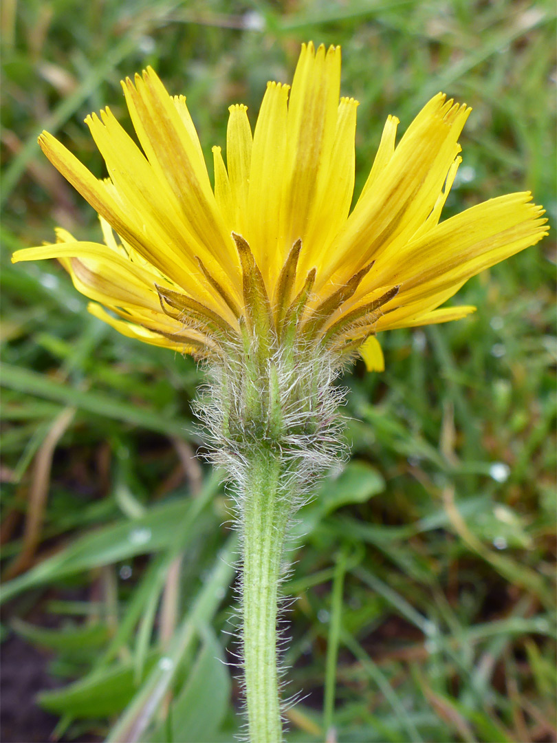 Rough hawkbit