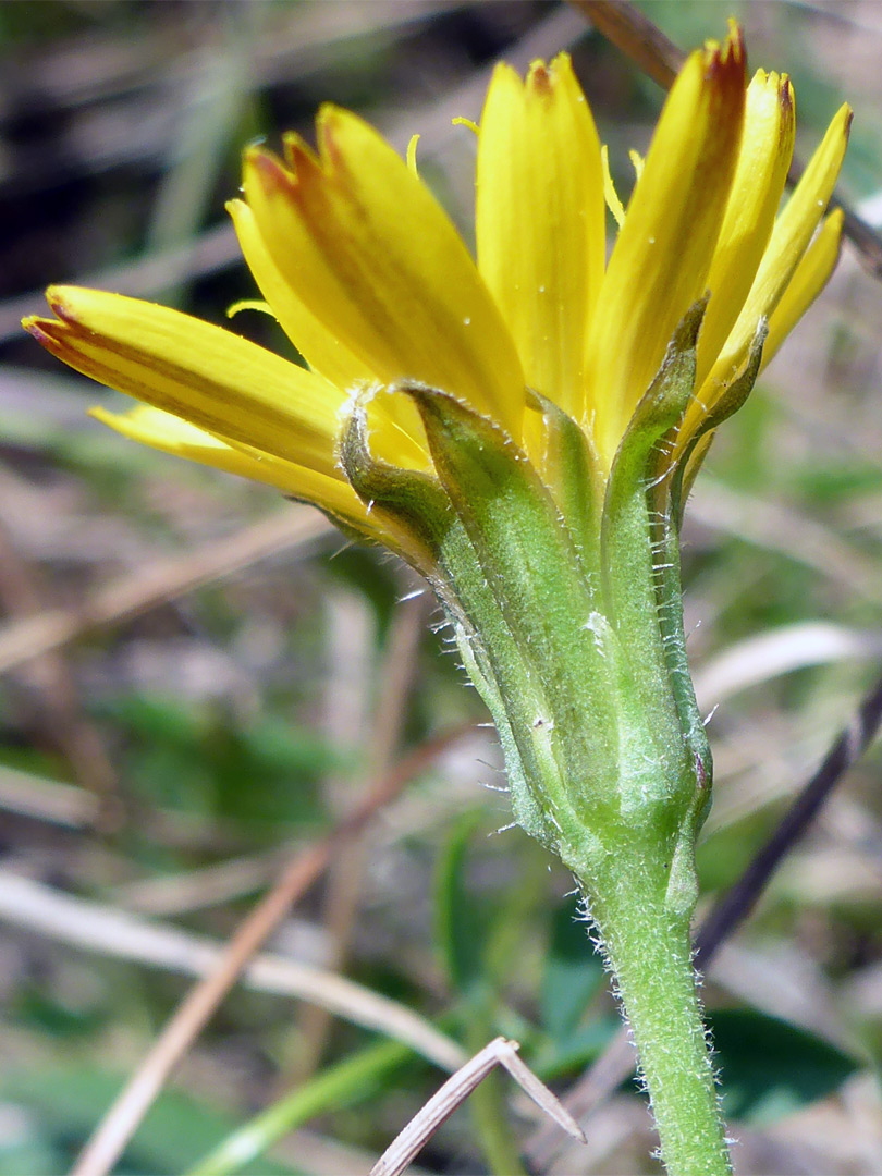 Phyllaries and florets