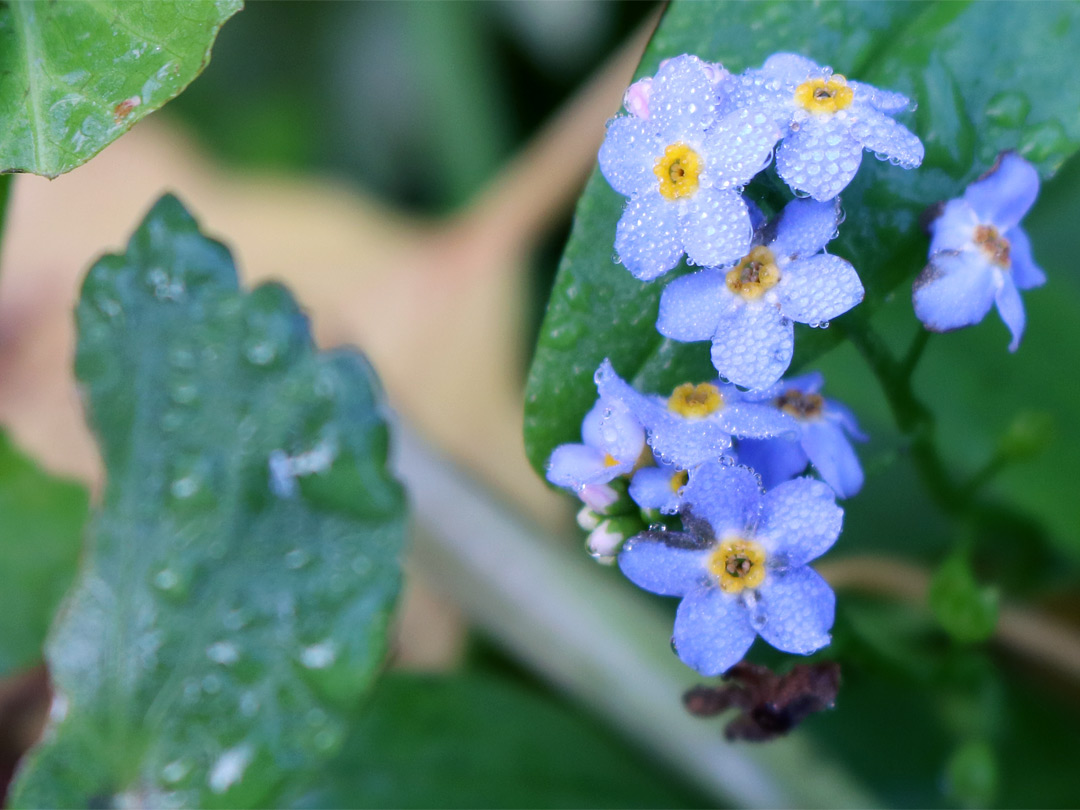 Water forget-me-not