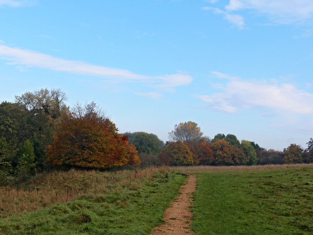 Chalk grassland