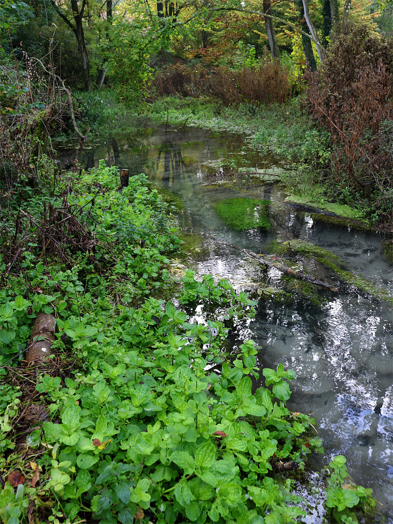 Streamside plants