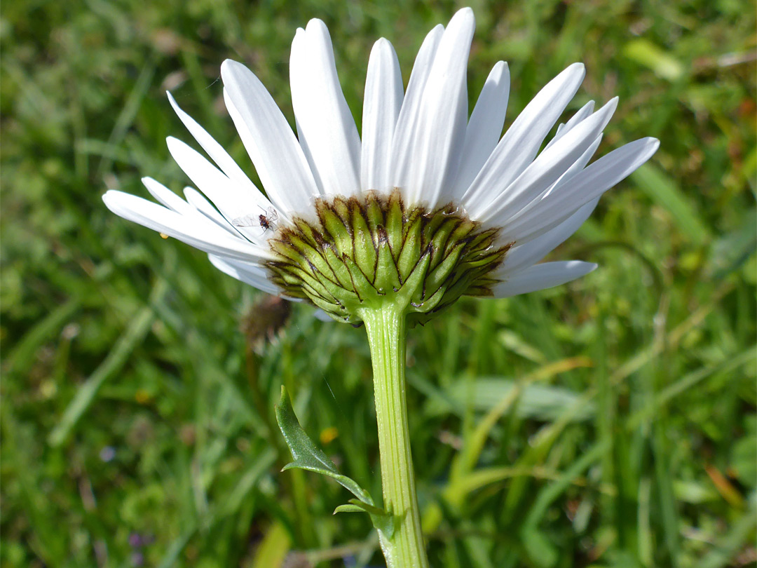 Florets and phyllaries