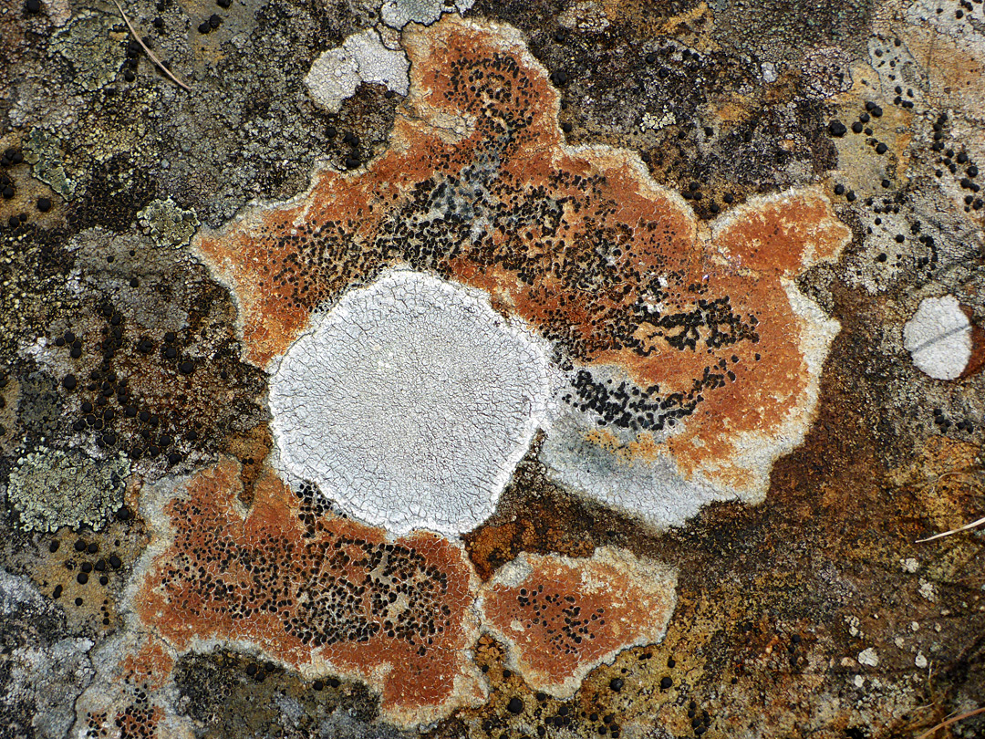 Lichen cluster