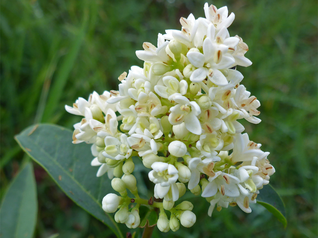 White flowers